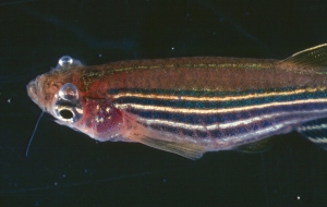 gas babble disease in fish mata
