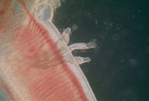 Dactylogyrus in fish