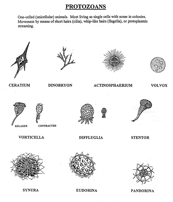 8500 Gambar Hewan Filum Protozoa Gratis Terbaru